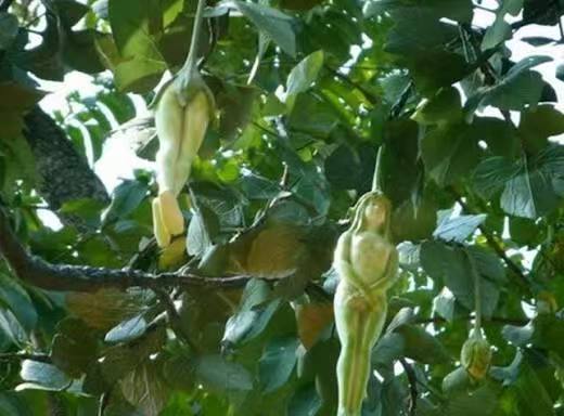 古代 · 玛卡拉女灵